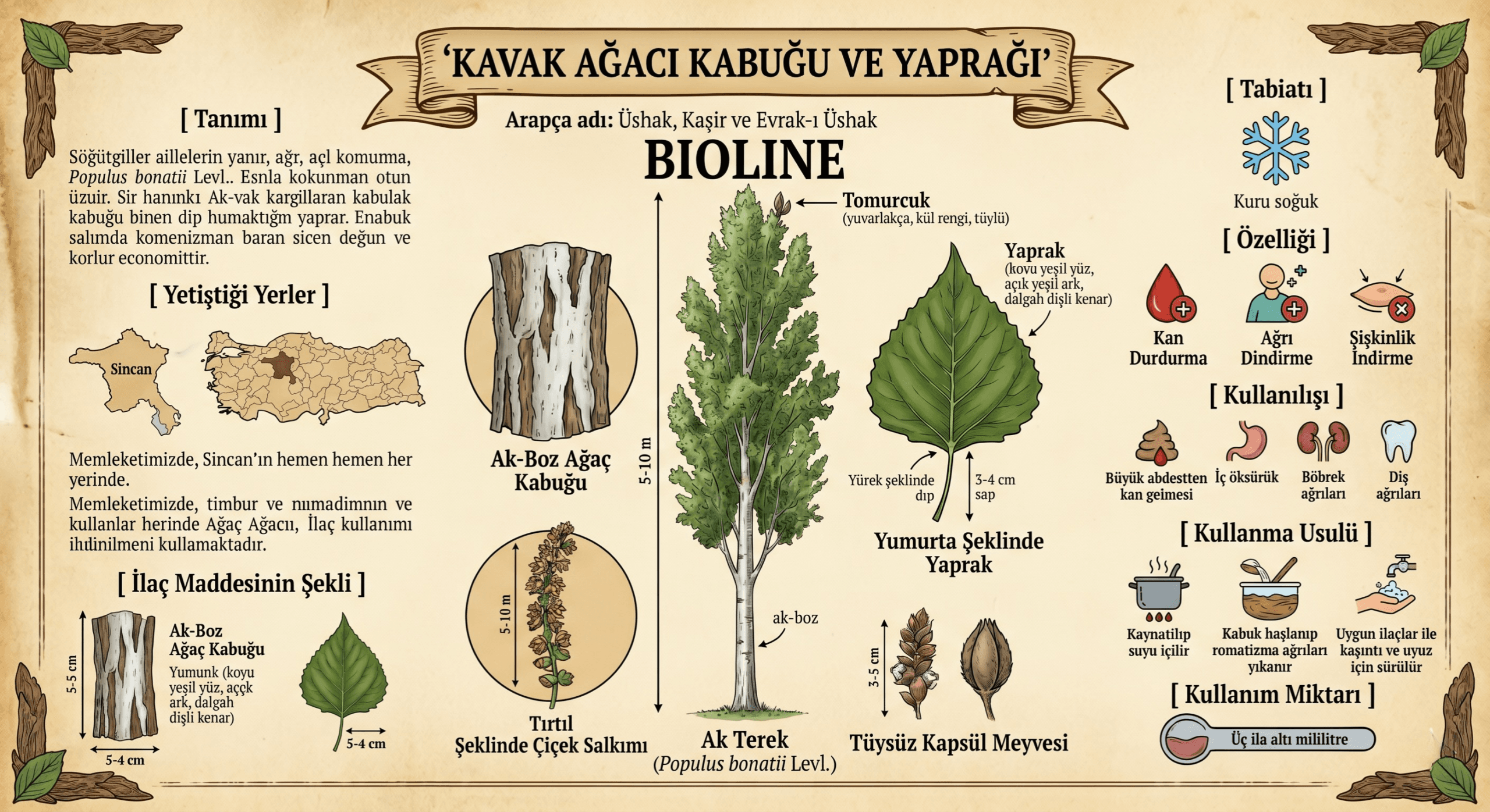 Kavak Ağacı Kabuğu ve Yağrağı'nın Mucizevi Faydaları